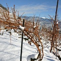 Vignes neige Chardonne - 010